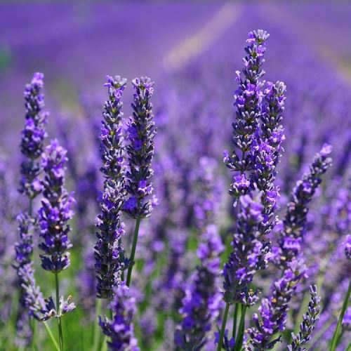 Ambra und Lavendel