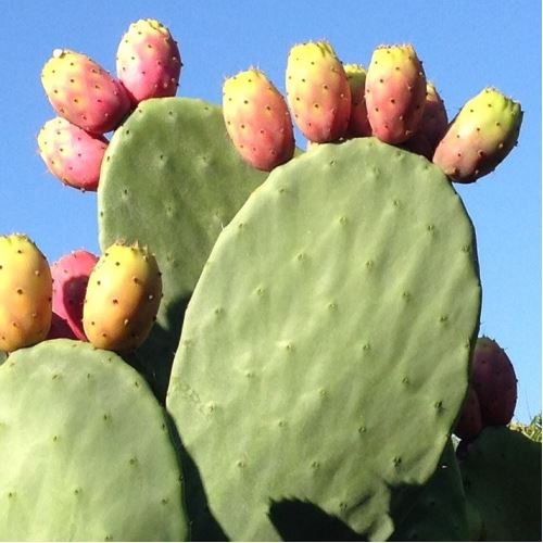 Kaktusfeigenöl, nativ