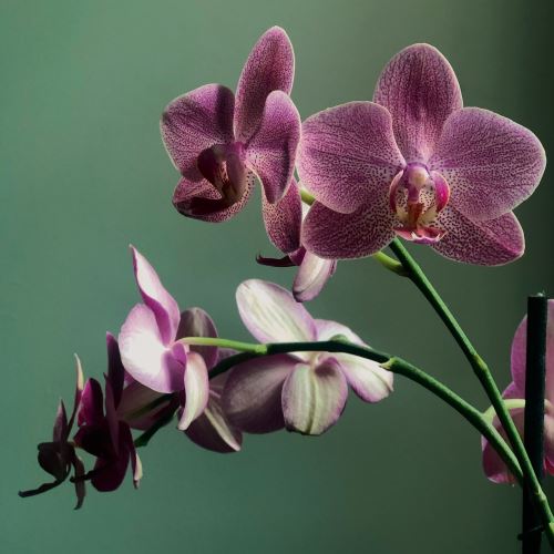 Orchidee und Vanille