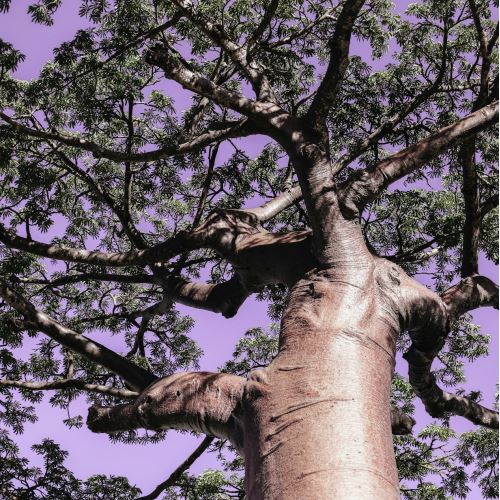Außergewöhnlicher Baobab - das Elixier der Gesundheit und Schönheit
