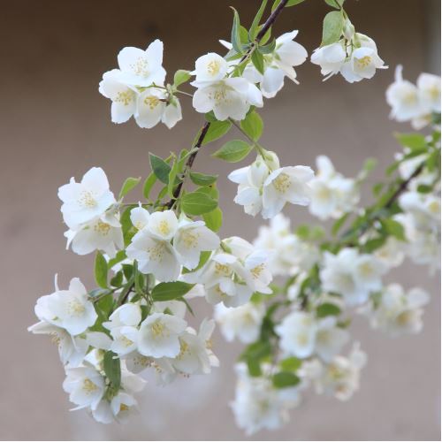 Schwarzer Jasmin