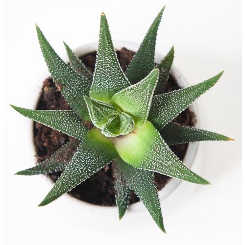 Aloe, kosmetischer Duft