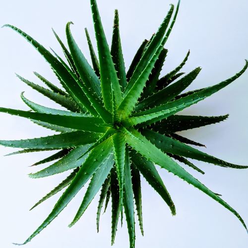 Aloe Vera 10:1 Konzentrat, 50 ml